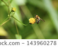 Syrphidae family, *Syrphidae* 143960278