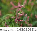 Polygonaceae family, Polygonum longisetum flower spikes 143960331