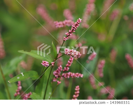 Polygonaceae family, Polygonum longisetum flower spikes Polygonaceae family, Polygonum longisetum flower spikes 143960331