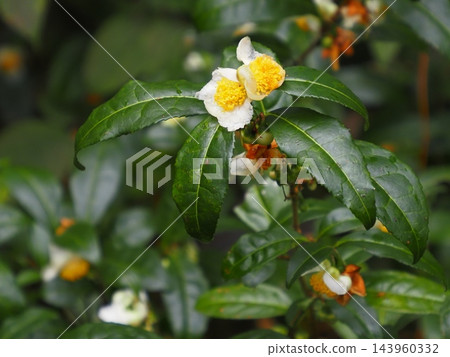 茶樹(茶樹)花 茶樹(茶樹)花 143960332