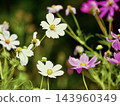 Cosmos flowers blooming in the autumn flowerbed 143960349