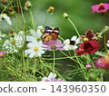 Cosmos flowers blooming in an autumn flowerbed and a female Common Leopard butterfly. 143960350