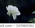 Birch white · Christmas 143960362