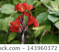 Red flowers of the Canna lily (Cannaceae family) 143960372