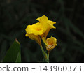 Yellow canna flowers 143960373