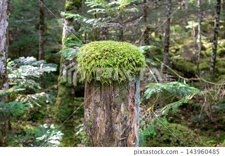 白駒森林中長滿青苔的樹樁 白駒森林中長滿青苔的樹樁 143960485