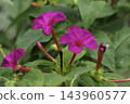 Mirabilis jalapa (Mirabilis jalapa) in bloom 143960577