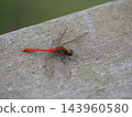 The smallest Rubiaceae, a male, rests on a boardwalk 143960580