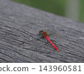 The smallest Rubiaceae, a male, rests on a boardwalk 143960581