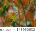 Autumn leaves and white fruits of Euphorbiaceae 143960632