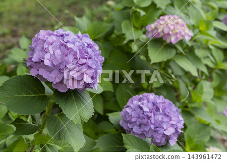 繡球花 繡球花 143961472