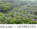 hydrangea flower 143962101