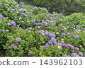 hydrangea flower 143962103