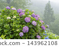 hydrangea flower 143962108