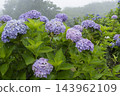 hydrangea flower 143962109