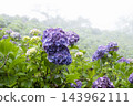 hydrangea flower 143962111