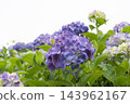 hydrangea flower 143962167