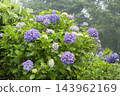 hydrangea flower 143962169
