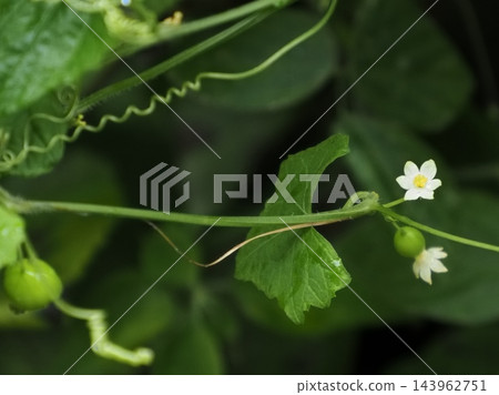 日本葫蘆(Cucurbita sulphureus)的花、果實和藤蔓。 日本葫蘆(Cucurbita sulphureus)的花、果實和藤蔓。 143962751