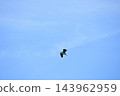 一隻野生鳥類展開巨大的翅膀,在廣闊的天空背景下翱翔,它的身影清晰可見。 一隻野生鳥類展開巨大的翅膀,在廣闊的天空背景下翱翔,它的身影清晰可見。 143962959