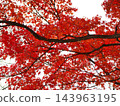 Autumn leaves 143963195