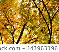Autumn leaves 143963196