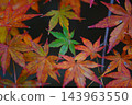 在泛著紅光的樹葉中，有一片綠色的楓葉。 143963550