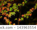 夜晚盛開的綠色和紅色楓葉 143963554