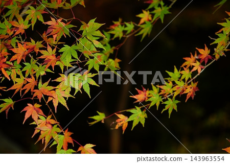 夜晚盛開的綠色和紅色楓葉 夜晚盛開的綠色和紅色楓葉 143963554