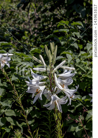 White Trumpet Lily Flowers and Buds Growing in a Spring Garden White Trumpet Lily Flowers and Buds Growing in a Spring Garden 143963817