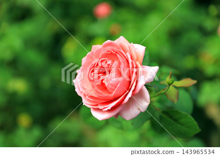 Autumn roses with their rich fragrance Autumn roses with their rich fragrance 143965534