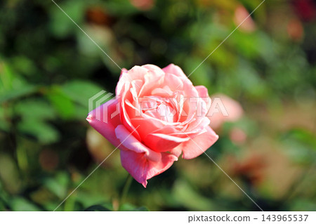 Autumn roses with their rich fragrance Autumn roses with their rich fragrance 143965537