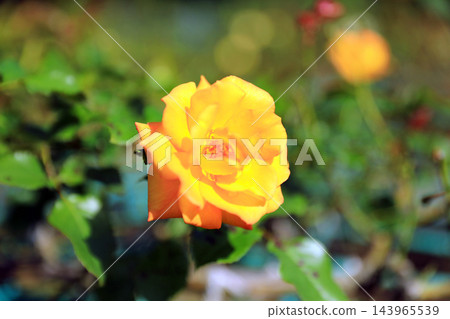 Autumn roses with their rich fragrance Autumn roses with their rich fragrance 143965539