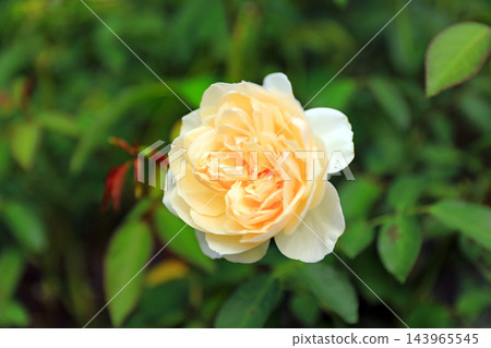 Autumn roses with their rich fragrance Autumn roses with their rich fragrance 143965545