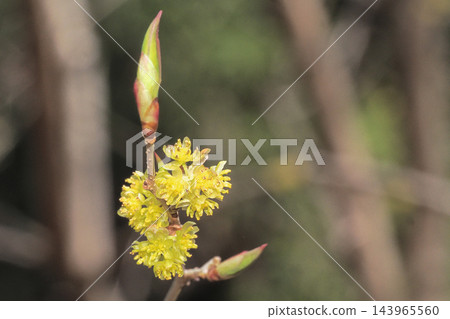 Abrachan Flowers Abrachan Flowers 143965560