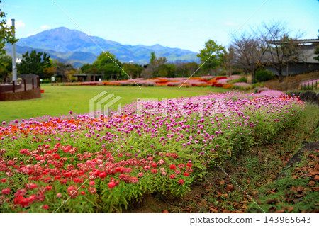 Colorful flowers in the park in autumn Colorful flowers in the park in autumn 143965643