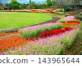 Colorful flowers in the park in autumn Colorful flowers in the park in autumn 143965644