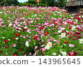 Colorful flowers in the park in autumn Colorful flowers in the park in autumn 143965645