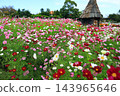Colorful flowers in the park in autumn Colorful flowers in the park in autumn 143965646