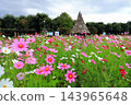 Colorful flowers in the park in autumn Colorful flowers in the park in autumn 143965648