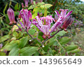Colorful flowers in the park in autumn Colorful flowers in the park in autumn 143965649