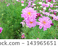 Colorful flowers in the park in autumn Colorful flowers in the park in autumn 143965651