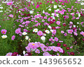 Colorful flowers in the park in autumn Colorful flowers in the park in autumn 143965652