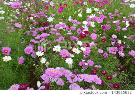 Colorful flowers in the park in autumn Colorful flowers in the park in autumn 143965652