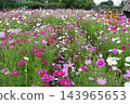 Colorful flowers in the park in autumn Colorful flowers in the park in autumn 143965653