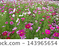 Colorful flowers in the park in autumn Colorful flowers in the park in autumn 143965654