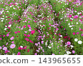 Colorful flowers in the park in autumn Colorful flowers in the park in autumn 143965655