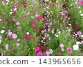Colorful flowers in the park in autumn Colorful flowers in the park in autumn 143965656