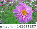 Colorful flowers in the park in autumn Colorful flowers in the park in autumn 143965657