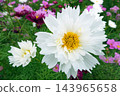Colorful flowers in the park in autumn Colorful flowers in the park in autumn 143965658